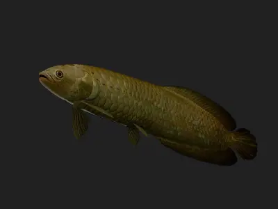 Bonytongue Low-poly 3D model