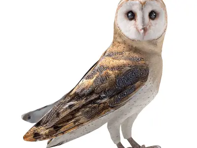 Pets Set barn owl Low-poly 3D model