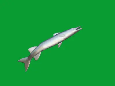 Barracuda Fish Low-poly 3D model