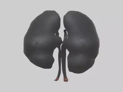 Gorilla Kidneys Low-poly 3D model