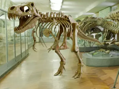 Realistic Ancient Reptilians Fossil - Tyranosaurus Low-poly 3D model