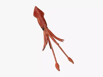 squid transparent Low-poly 3D model