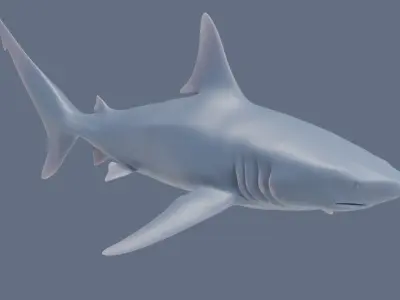 Blacktip Shark Figurine 3D print model