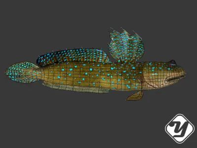 BBoleophthalmus Pectinirostris 3d Model Low-poly 3D model