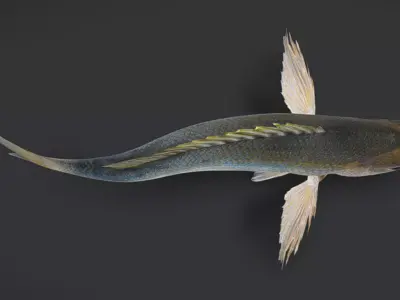 Realistic Snapper Animated 3D model