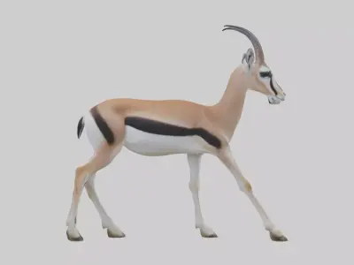 Thomsons gazelle Low-poly 3D model