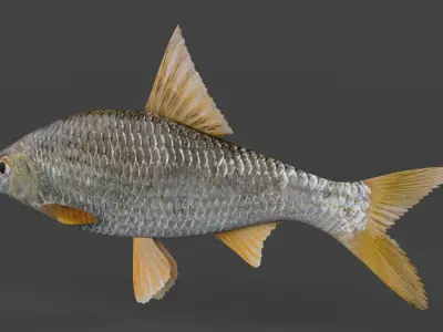 Freshwater Fish 3D model