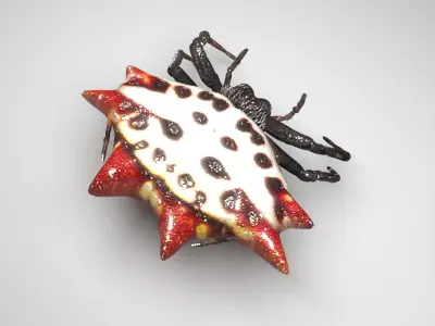 Gasteracantha Spider 3D model