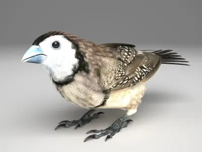 Double-Barred Finch - rigged - animated 3D model