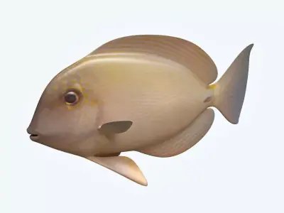 Anglefish 10 3D model