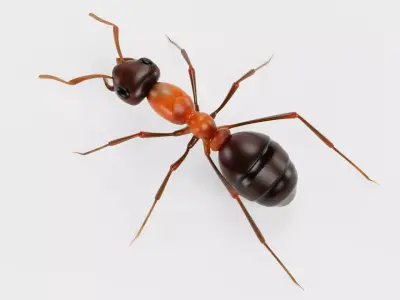 Ant - Formica Rufa Low-poly 3D model