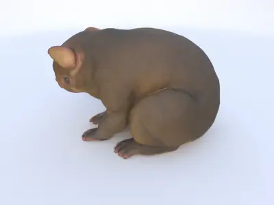 Kinkajou 3D model