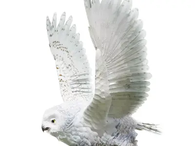 Snow Owl - BLENDER Low-poly 3D model