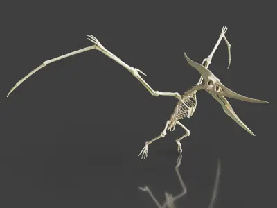 Realistic Pteranodon Skeleton 3D model