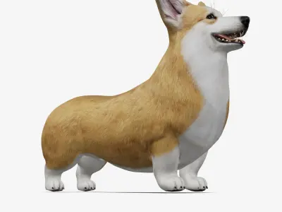 Dog Welsh Corgi Low-poly 3D model