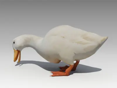 Duck Animated Low-poly 3D model
