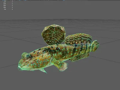 Mudskipper Low-poly 3D model
