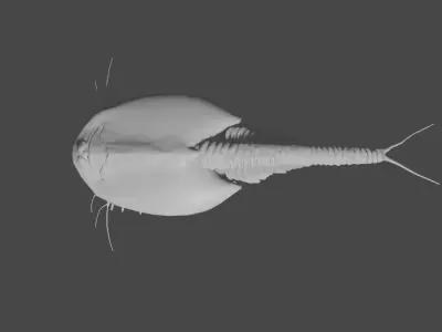 triops sea creature 3D model