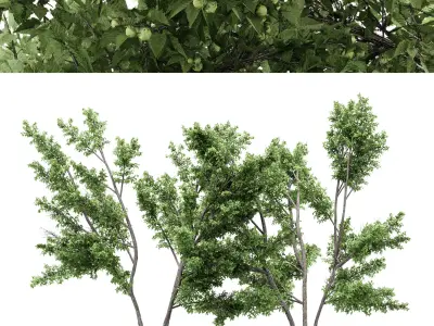 2 diffrent tree Common Hazel Free 3D model