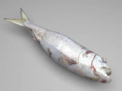 Dead Fish 3D model