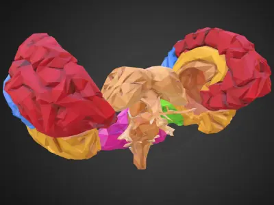 Brain Color Low Polygon Art Medical Low-poly 3D model