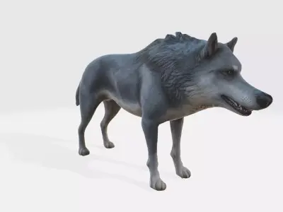 A gray wolf standing 3D model