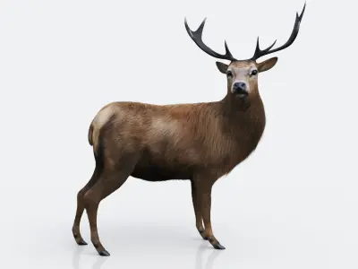 The Forest Deer Low-poly 3D model