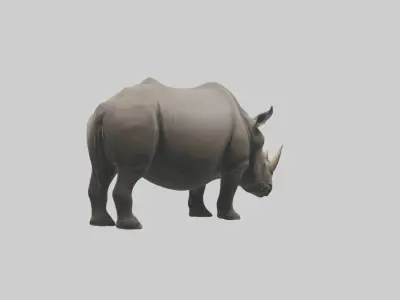 Black Rhinoceros grazing model 3D model