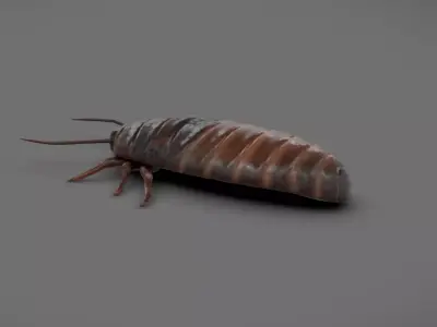 Roach - Read Description Low-poly 3D model