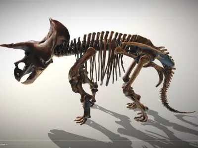 Animated Triceratops Skeleton Low-poly 3D model