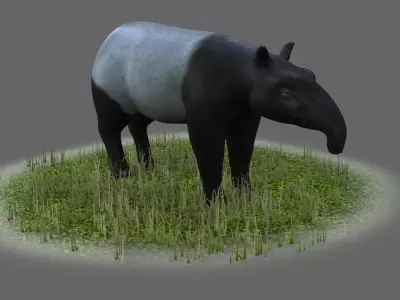 Lowland tapir Tapirus terrestris South tapir 3D model