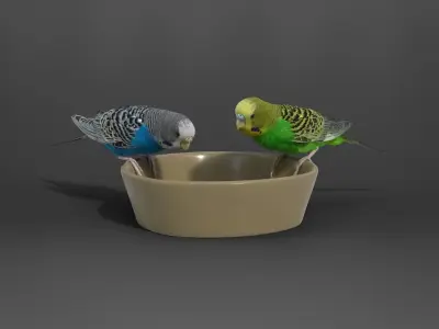 Budgerigar Animated VFX Grace 3D model
