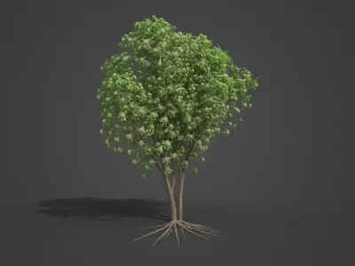 2021 PBR European Mountain Ash Collection - Sorbus Aucuparia  3D model