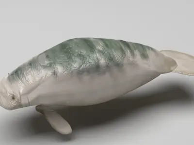 Manatee 3D model