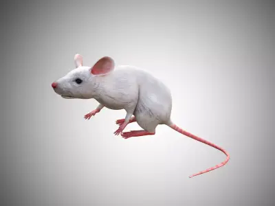 White Mouse Mice Low Poly Rigged  Low-poly 3D model