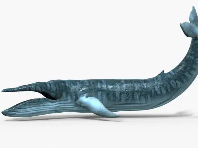 Realistic Blue Whale 3D Model Rigged 3D model
