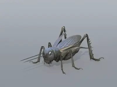 Gryllulus   Cricket Low-poly 3D model