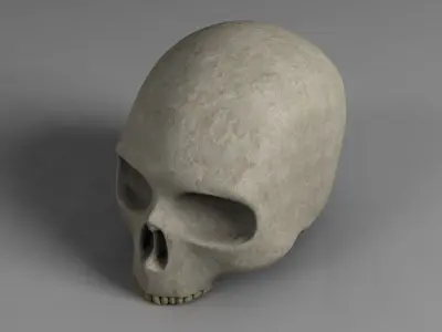 Skull 3D model