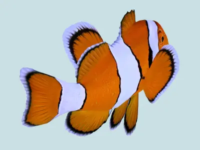 Fish Amphiprion percula Low-poly 3D model