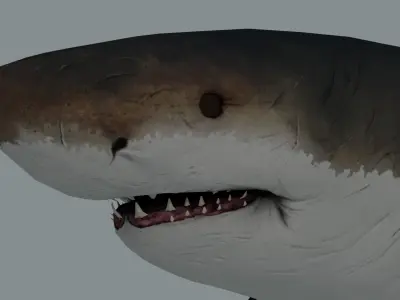 Megalodon Shark Low-poly 3D model