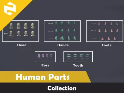 Human Parts Collection Low-poly 3D model