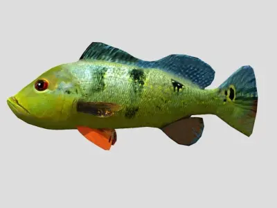 Peacock Bass Realistic Animated Low-poly 3D model