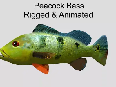 Peacock Bass Realistic Animated Low-poly 3D model
