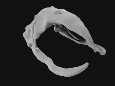 Bowhead Whale Skull 3D model