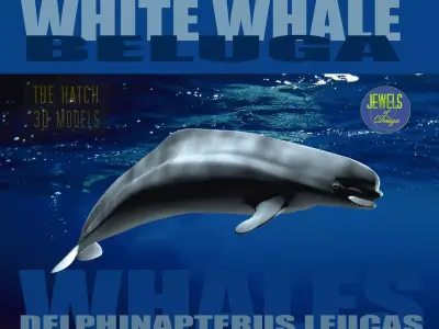 Beluga dolphin 3D model