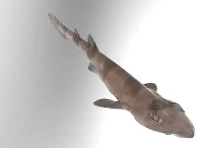 Blotchy Swell Shark 3D model