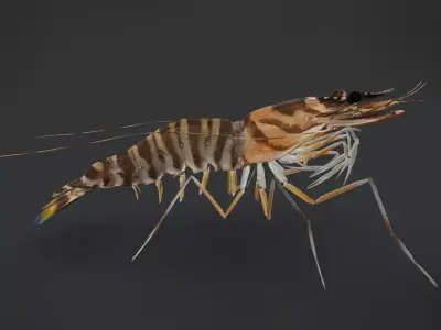 Realistic Shrimps - Tiger Prawn Animated 3D model