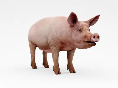 farm pig 3D model