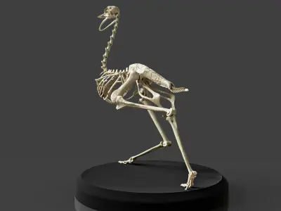 Anatomically Ostrich Skeleton 3D model