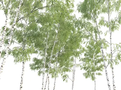 Birch forest part 09 3D model